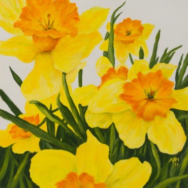 Daffodils