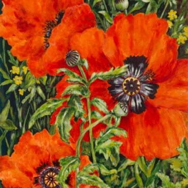 Red Poppies